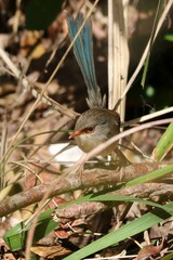 Malurus lamberti