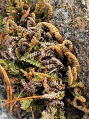 Myriopteris gracillima