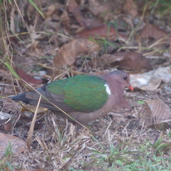 Chalcophaps longirostris