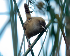 Cistothorus apolinari