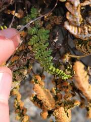 Myriopteris gracillima