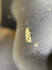 Platphalonidia