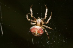 Araneus albotriangulus