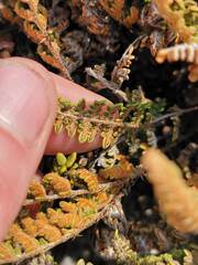 Myriopteris gracillima