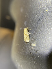 Platphalonidia