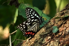 Hestina assimilis