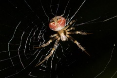 Araneus albotriangulus