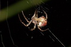 Araneus albotriangulus