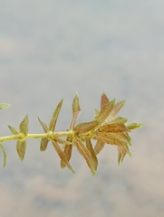 Hydrilla verticillata