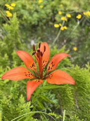 Lilium philadelphicum