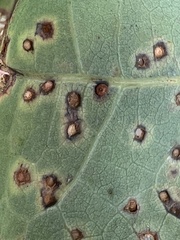 Neuroterus tantulus
