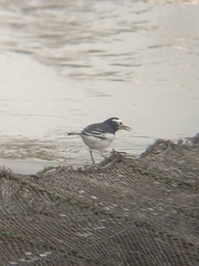 Motacilla alba alboides