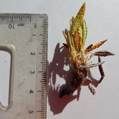 Dryas ajanensis