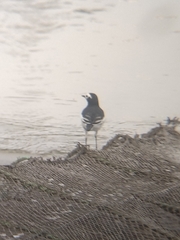 Motacilla alba alboides