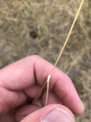 Bromus inermis
