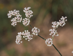 Eriogonum annuum