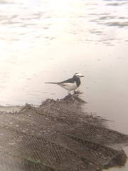 Motacilla alba alboides