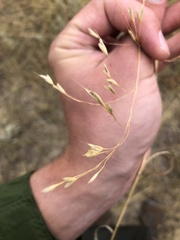 Bromus inermis