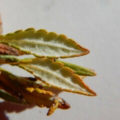 Dryas ajanensis
