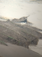 Motacilla alba alboides