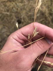 Bromus inermis