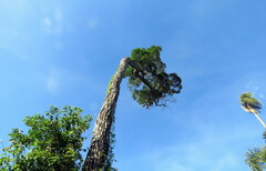 Aspidosperma polyneuron