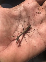 Stagmomantis carolina