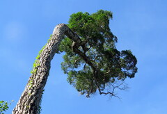 Aspidosperma polyneuron