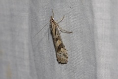 Nomophila corticalis
