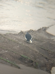 Motacilla alba alboides