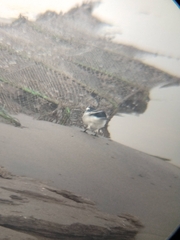 Motacilla alba alboides