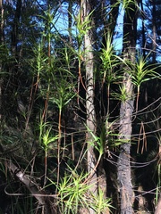 Dracophyllum sinclairii