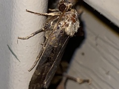 Pseudohermonassa bicarnea