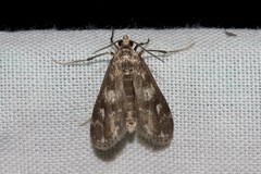 Hygraula nitens