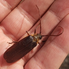 Tragosoma harrisii