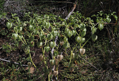 Physalis neomexicana