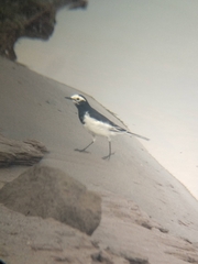 Motacilla alba alboides