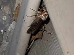 Pseudohermonassa bicarnea