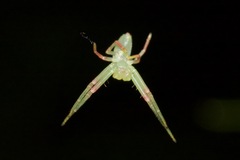 Cetratus rubropunctatus