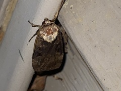 Pseudohermonassa bicarnea