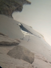 Motacilla alba alboides