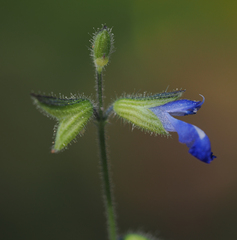 Salvia subincisa