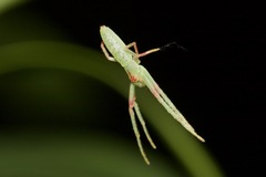 Cetratus rubropunctatus