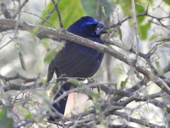 Cyanoloxia brissonii