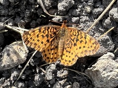 Boloria bellona