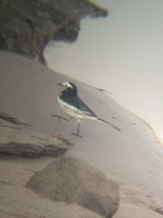 Motacilla alba alboides