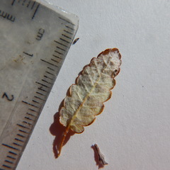 Dryas ajanensis