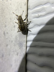 Naupactus peregrinus