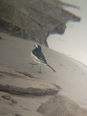 Motacilla alba alboides