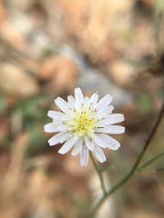 Malacothrix saxatilis tenuifolia